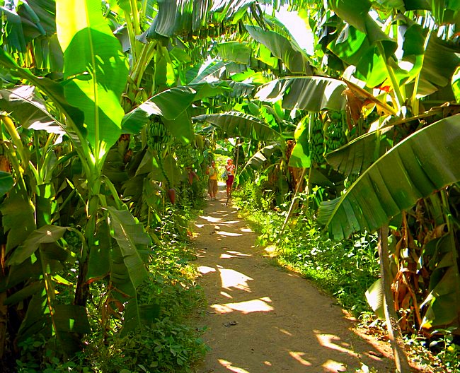 Экскурсия на Банановый остров. Конечная остановка – Хургада. фото 